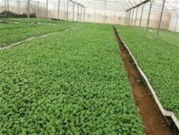 کاشت گیاهان دارویی راهکاری برای تغییر الگوی کشت در دهاقان/ ۱۰۰نفر در این بخش فعالیت دارند