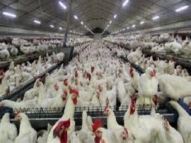 آنفلوانزای فوق حاد پرندگان در طیور بومی استان مشاهده نشده است