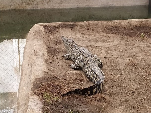 مزرعه پرورش کروکدیل؛ مجموعه ای بی نظیر در ملایر+تصاویر