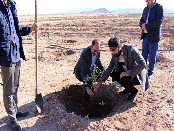 افتتاح بزرگترین نهالستان زیتون سردار سلیمانی در یزد+تصاویر