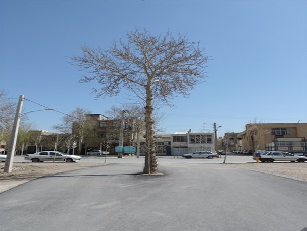سبز شدن درخت در وسط خیابان/عکس