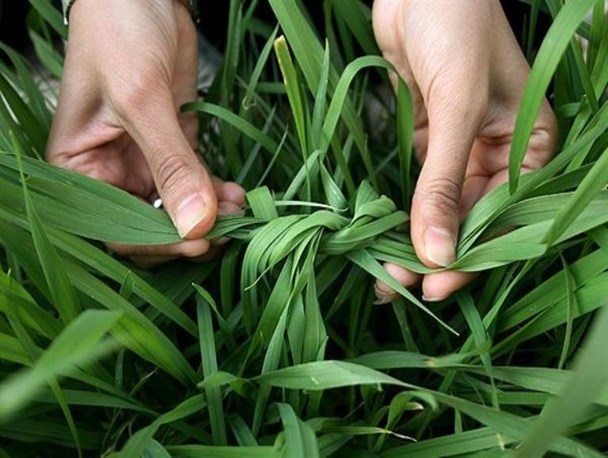 گره زدن سبزه به معنای گره زدن زندگی با طبیعت است