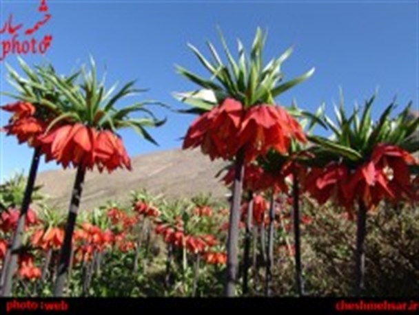 ۱۷۰۰۰ هکتار از منطقه گلستانکوه مورد حفاظت زیست بانان قرار خواهد گرفت