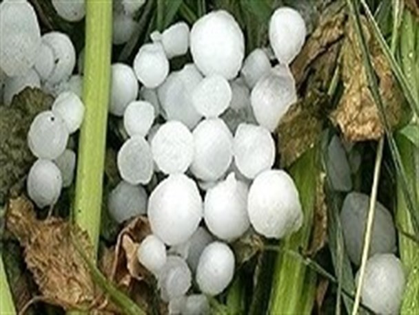 خسارت تگرگ به اراضی کشاورزی مانه و سملقان