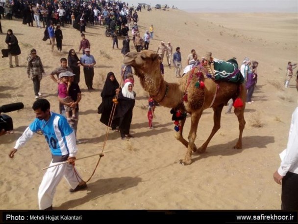 مسابقات شتر سواری مصر+عکس