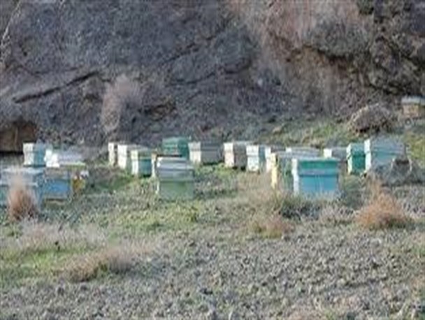 سارقان کندوهای عسل در شهرستان پارس آباد دستگیر شدند