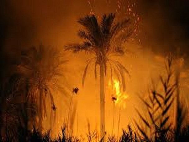 سرمایه نخل کاران سراوان همچنان قربانی بی احتیاطی ها/ حریق 5 هزار نخل در یک سال