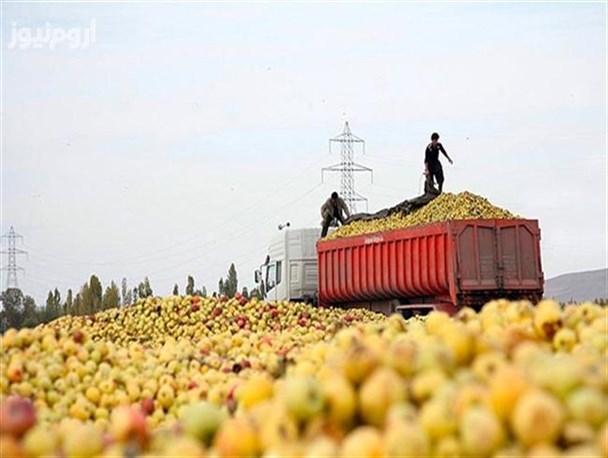 قابلیت صادراتی 500 هزار تن سیب در آذربایجان غربی / اشتغال زایی 13 هزار خانوار در چرخه اقتصاد مقاومتی