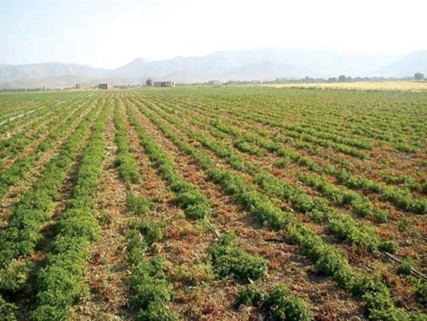 پرورش گیاهان دارویی در حاجی آباد زمینه اشتغال جوانان را فراهم می کند