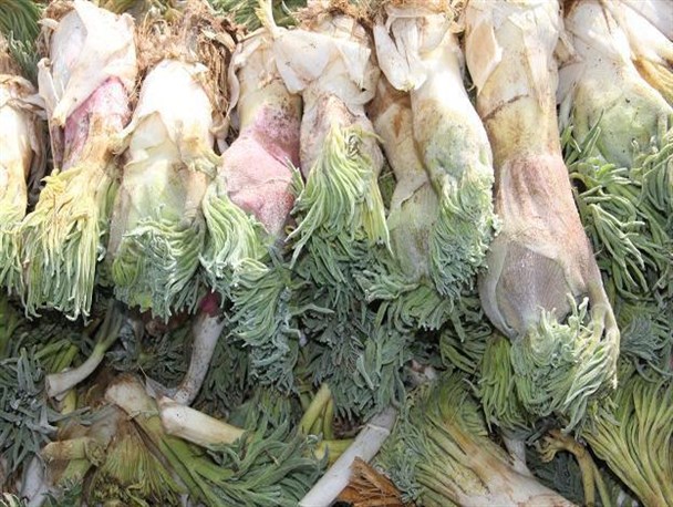 برداشت بی رویه گیاهان دارویی در مراتع مهدیشهر ممنوع!