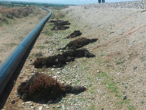 ۴۰ راس گوسفند روستای حسین آباد بر اثر برخورد با قطار تلف شدند