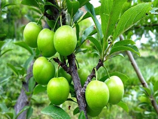 آغاز برداشت گوجه‌سبز از 550 هکتار از باغات ساوه