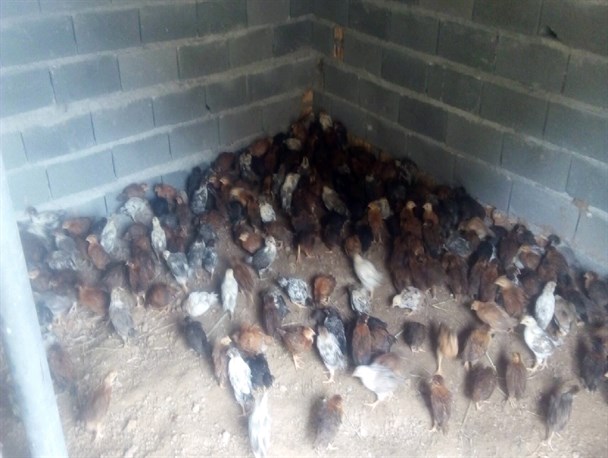 توزیع بیش از 2500 جوجه مرغ بومی محلی در کلاله