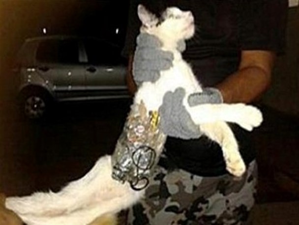 گربه‌بمب‌گذاری‌شده‌خنثی‌شد+عکس