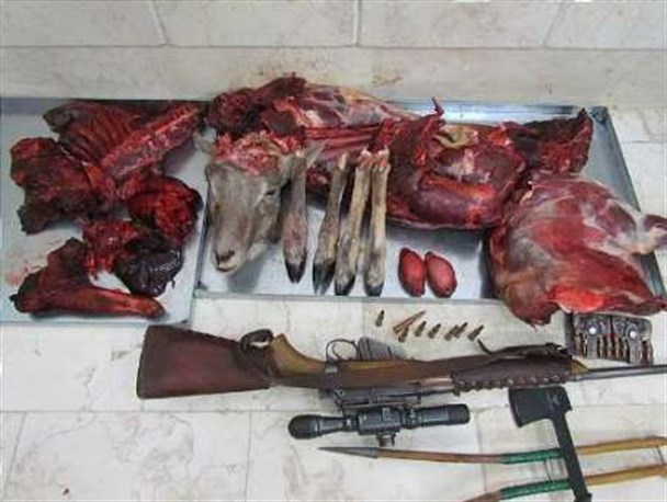 لاشه سلاخی شده یک قوچ وحشی در مخفیگاه شکارچیان غیر مجاز در قهاوند کشف شد