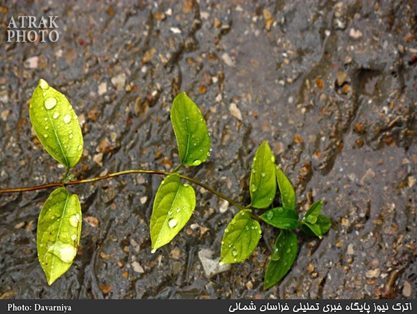 انعکاس ترانه ی باران + گزارش تصویری
