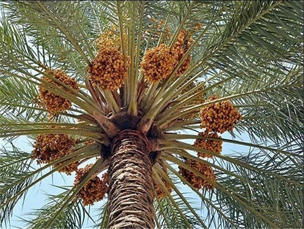 باند تخریب نخیلات در دشتستان متلاشی شد