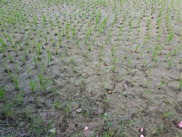 بی آبی شالیزارهای روستاهای سنگر/ خوشه های سبز برنج در حال خشکیدن هستند + تصاویر