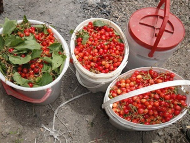 برداشت گیلاس از باغات شهرستان کوثر آغاز شد
