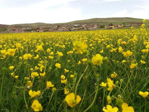 روستای زیبای کریق بزرگ نیر به روایت تصویر