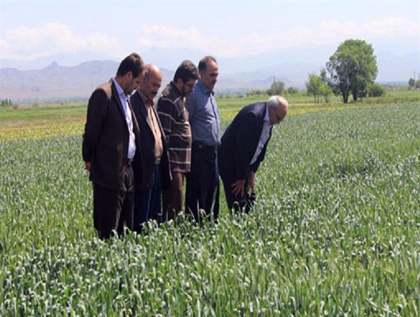 کشاورزان مرند مبارزه با آفت سن گندم را جدی بگیرند