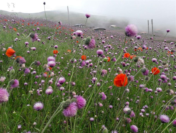 زیبایی خیره کننده دشت شقایق اسالم