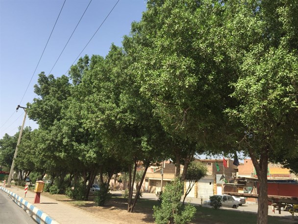 خسارت های استقبال از مهمان ناخوانده آمریکایی/ حذف «کنوکارپوس» از فضای سبز شهری پایتخت اقتصادی کشور