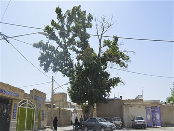 بنازم پاچنار و مردمانش! + تصاویر
