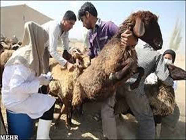 انجام عملیات واکسیناسیون دامی با حجم ۶۰هزار رأس دام درسطح شهرستان