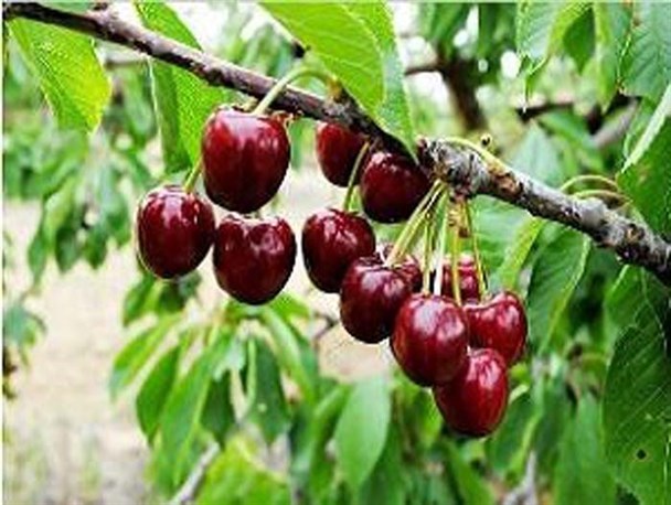 پیش بینی برداشت بیش از 75 هزار تن محصولات باغی از باغات بروجرد