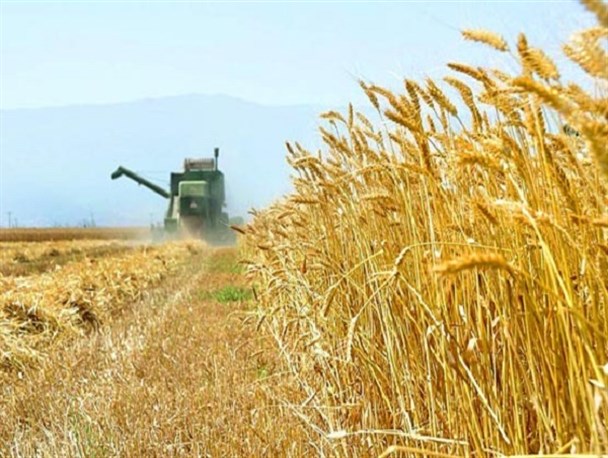 آمادگی ۵ انبار برای خرید گندم در شهرستان/نبود سیلو؛ دغدغه اصلی کشاورزان خندابی