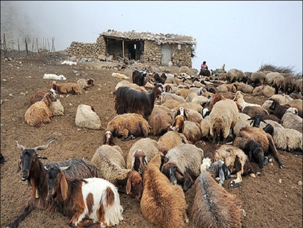 گرانی و کمبود بی سابقه علوفه تا کشتار دام های مولد/ به داد دامداران برسید