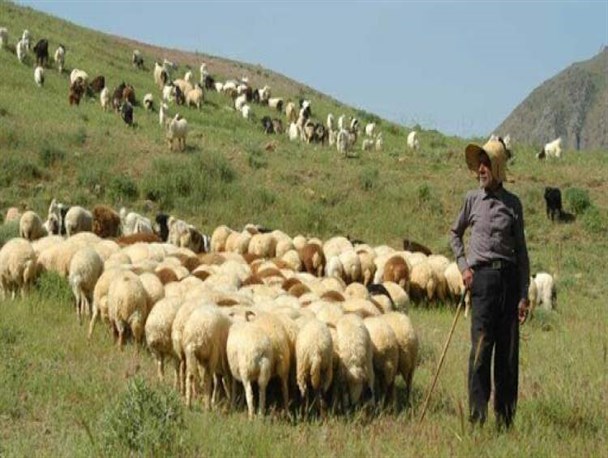 پروژه مدیریت چَرا؛ راهی برای حفظ پوشش گیاهی مرتع