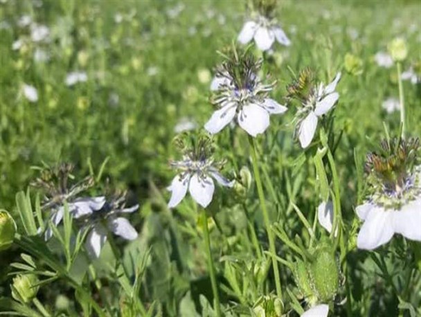کشت گیاهان دارویی در ۶۳ هکتار از اراضی شهرستان شهرکرد