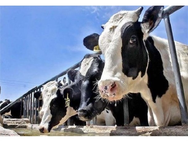 دولت با تعیین نهایی خرید دام زنده دامداران را از بلاتکلیفی خارج کند