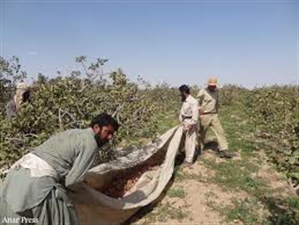 جلوگیری از ورود اتباع بیگانه به باغات پسته