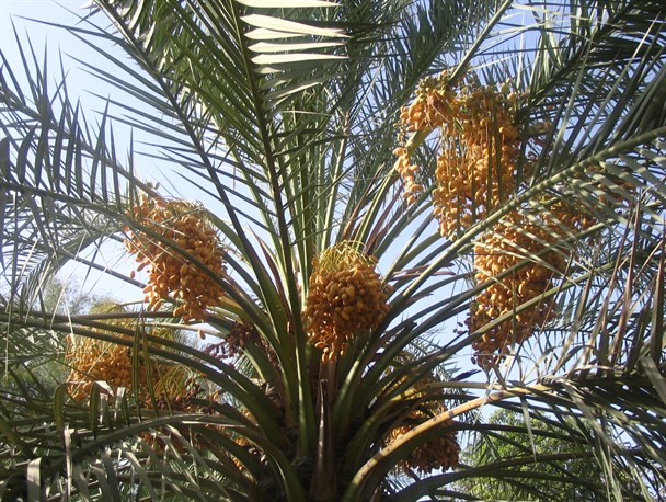 برداشت رطب تازه از نخیلات شهرستان پارسیان آغاز شد