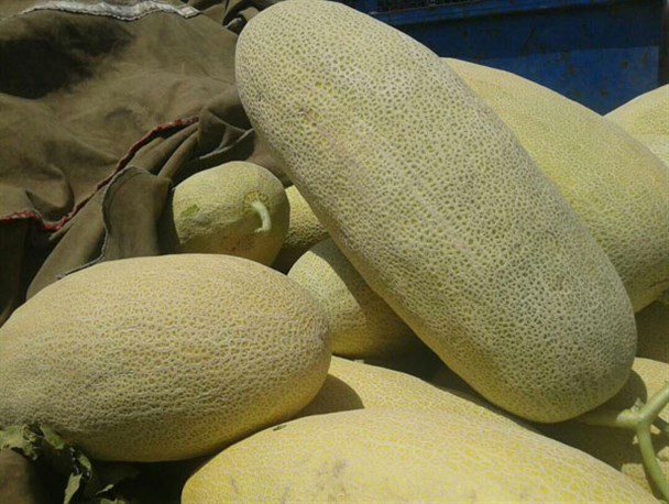 خربزه اکبرآبادی نوعی خاص از خربزه +عکس