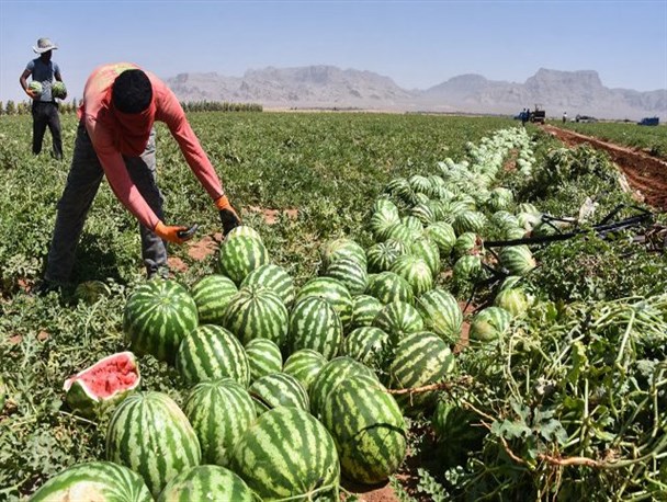 "هندوانه" بلای جان رودخانه ارس/ آیا آب مغان غارت می شود؟