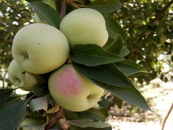 حاشیه نگاری از باغات سیب تویسرکان