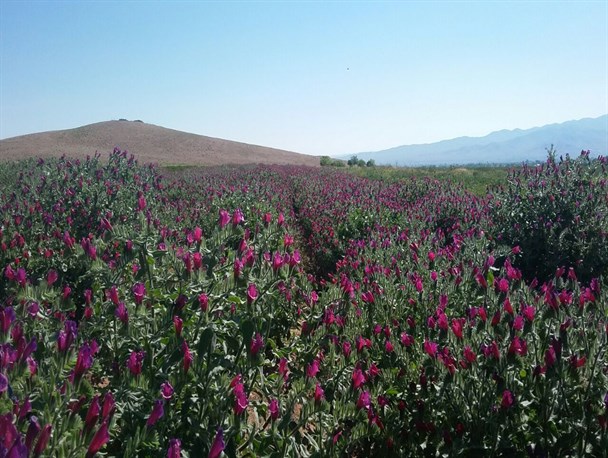 اشتغال زایی به اندازه وسع/ عدم ریسک پذیری کشاورزان در تست محصولات جدید از دلایل عدم رونق