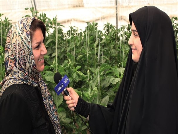سکان رونق تولید در دستان تنها بانوی گلخانه‌دار استان قزوین/ کارآفرینی که سالانه ۲۰۰تن محصولات کشاورزی صادر می‌کند