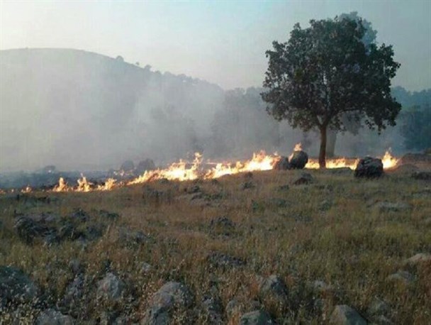 آتش‌افروزی عکاس قزوینی در باغستان سنتی گسترده نبود
