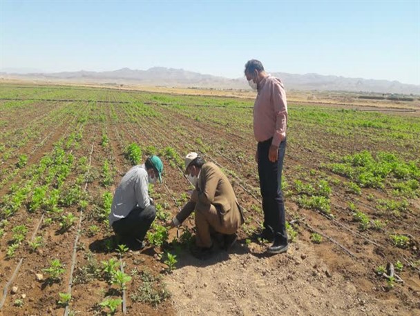 کشت کنجد "ناشکوفا" برای اولین بار در رشتخوار