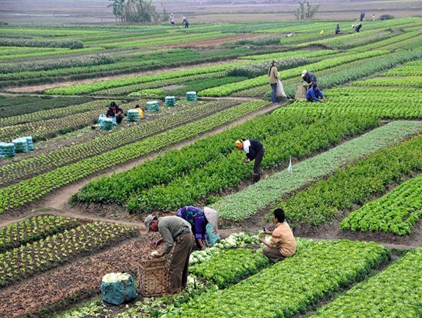 نگاه تولیدی بر مبنای افزایش سطح زیر کشت، سیاست شکست خورده جهاد کشاورزی/ جنوب کرمان پایلوت آزمایشی اجرای طرح کشاورزی قراردادی