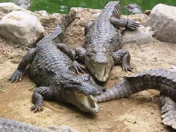 سیلاب، تمساح‌ها را از برکه و زیستگاه اصلی‌شان دور کرده است/ ‏مردم از نزدیک‌شدن به رودخانه‌ها خودداری کنند