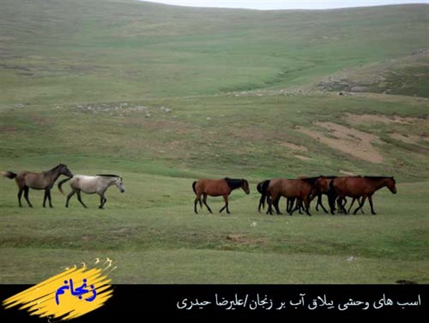اسب های وحشی ییلاق آب بر