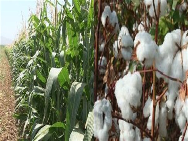 آغاز برداشت ذرت علوفه ای و پنبه از اراضی شهرستان رامیان