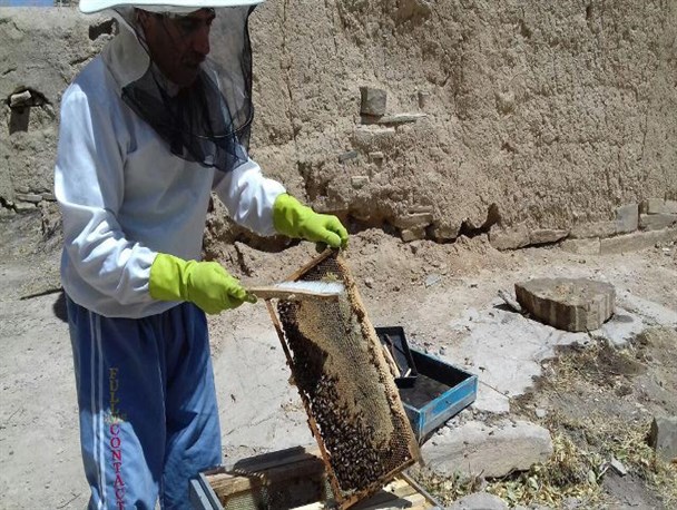 شهد شیرین اقتصاد مقاوتی با تولید عسل + عکس