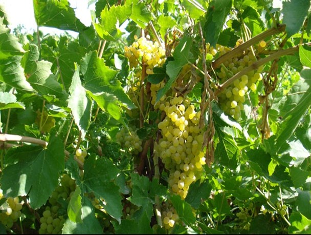 خسارت ناشی از آفت «زنجره مو» در باغات انگور استان زنجان گزارش نشده است/ برداشت انگور در 15763 هکتار از باغات استان زنجان